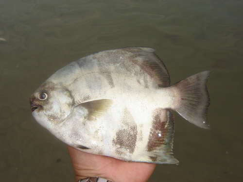 Panama spadefish (Parapsettus panamensis) — Ephippidae