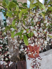 Clerodendrum schmidtii