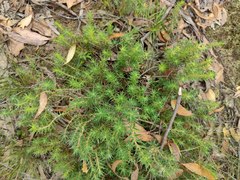 Melichrus urceolatus