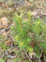 Melichrus urceolatus