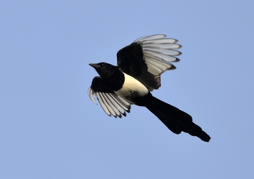 Oriental Magpie