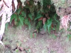 Trichomanes strictum