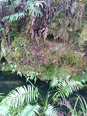 Trichomanes strictum