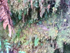 Trichomanes strictum