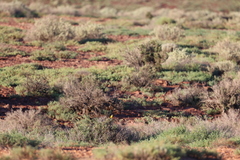 Epthianura aurifrons