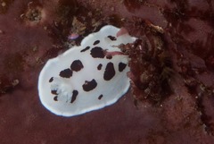 Aphelodoris