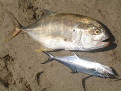 Pacific crevalle jack (Caranx caninus) — Carangidae — 3