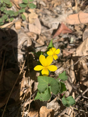 Viola lobata integrifolia
