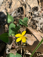 Viola lobata integrifolia