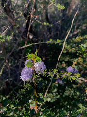 Ceanothus purpureus