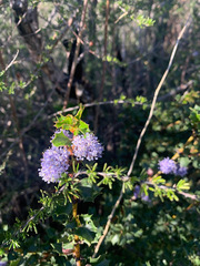 Ceanothus purpureus