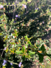 Ceanothus purpureus
