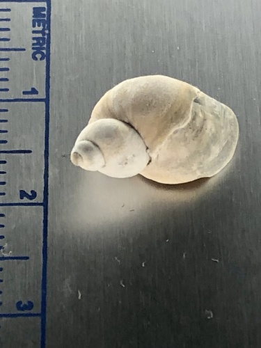 Ladislavella emarginata observed 2021-09-19