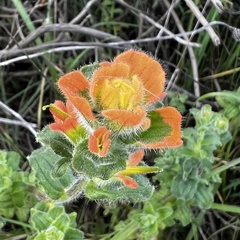 Castilleja latifolia
