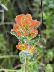 Castilleja latifolia