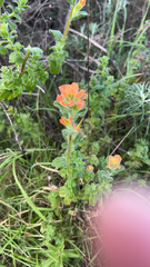 Castilleja latifolia