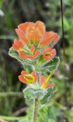 Castilleja latifolia