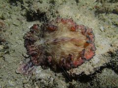 Pseudobiceros fulgor