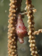 Crenavolva striatula