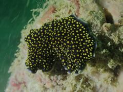 Pseudoceros microcelis