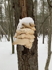 Laetiporus huroniensis