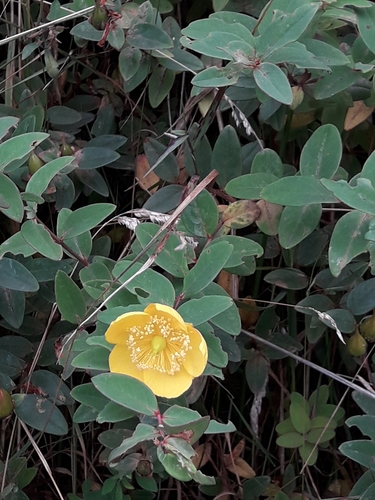 Hypericum henryi, photograph 1