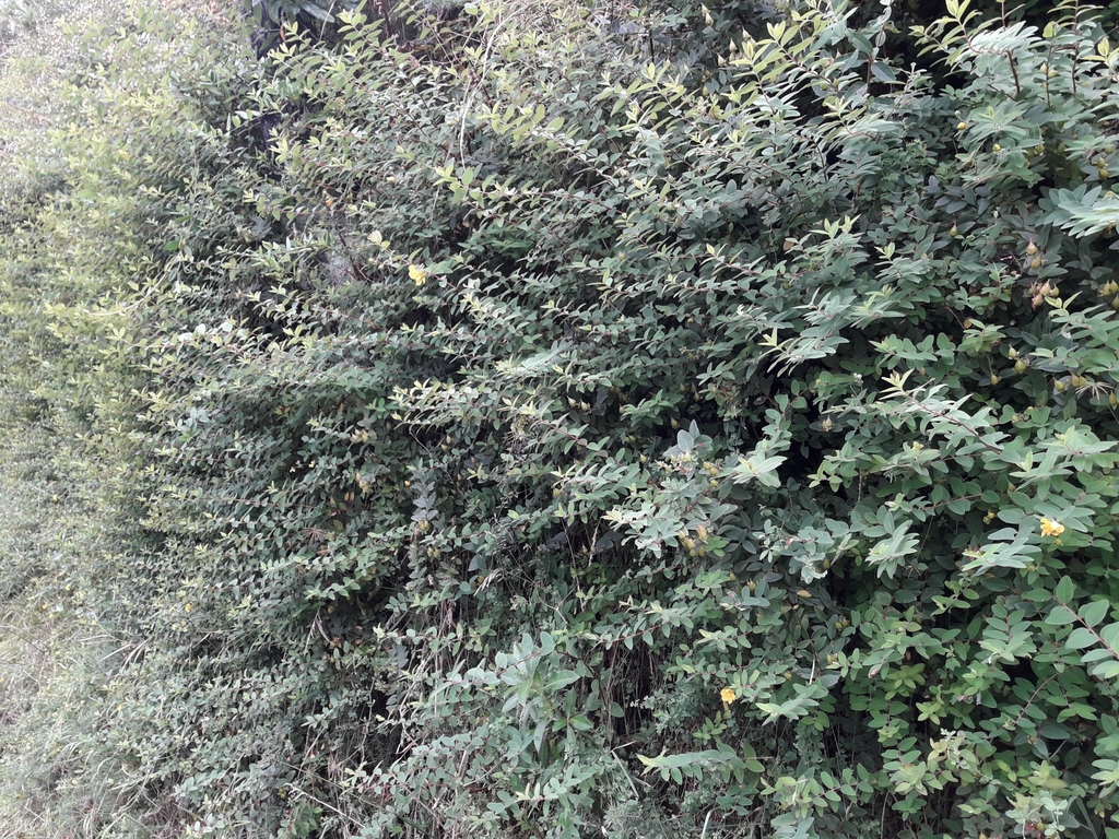 Hypericum henryi; photograph (c) naturewatchwidow, some rights reserved (CC BY)