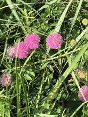 Mimosa microphylla