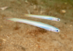 Ptereleotris monoptera