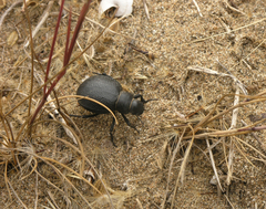 Tenebrionidae