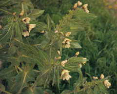 Hyoscyamus albus