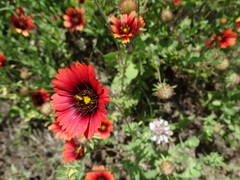 Gaillardia amblyodon