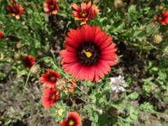 Gaillardia amblyodon