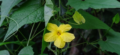 Momordica dioica