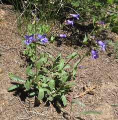 Penstemon leiophyllus