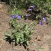 Markagunt Penstemon - Photo (c) J Brew, some rights reserved (CC BY-SA), uploaded by John Brew