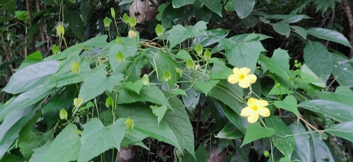 Momordica dioica