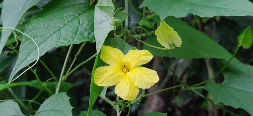 Momordica dioica