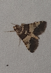 Nacoleia mesochlora