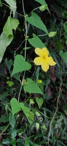 Momordica dioica