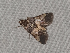 Nacoleia mesochlora