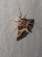 Nacoleia mesochlora