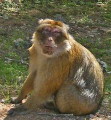Macaca sylvanus