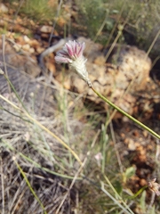 Ptilotus schwartzii