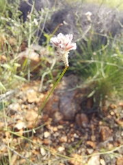 Ptilotus schwartzii