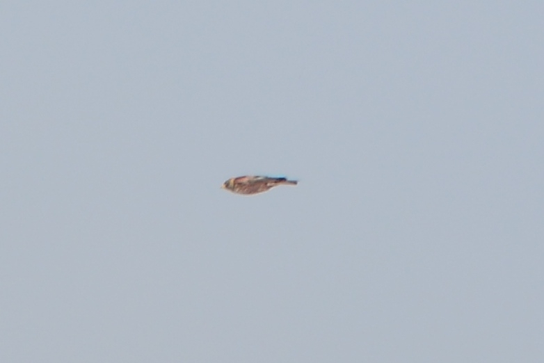 Kolyma Rosy-Finch