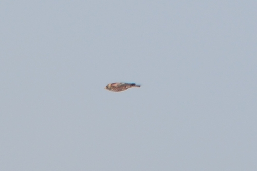 Kolyma Rosy-Finch