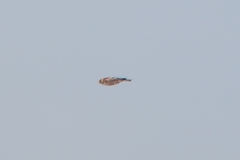 Leucosticte arctoa brunneonucha