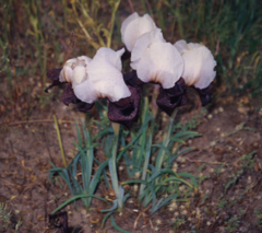 Iris iberica elegantissima