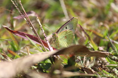 Colias nilagiriensis